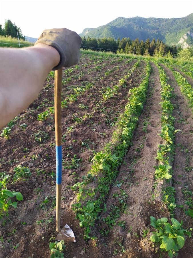 Villa Tourist Farm Strle With Great Local Food Cerknica Esterno foto