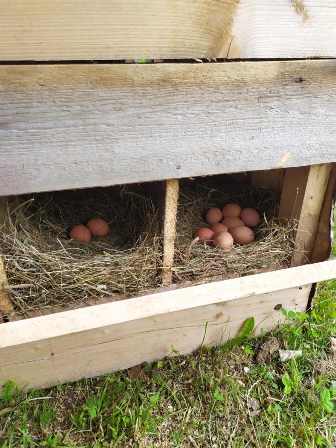 Villa Tourist Farm Strle With Great Local Food Cerknica Esterno foto