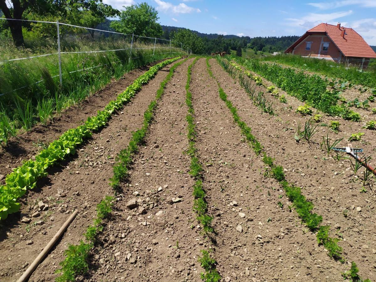 Villa Tourist Farm Strle With Great Local Food Cerknica Esterno foto