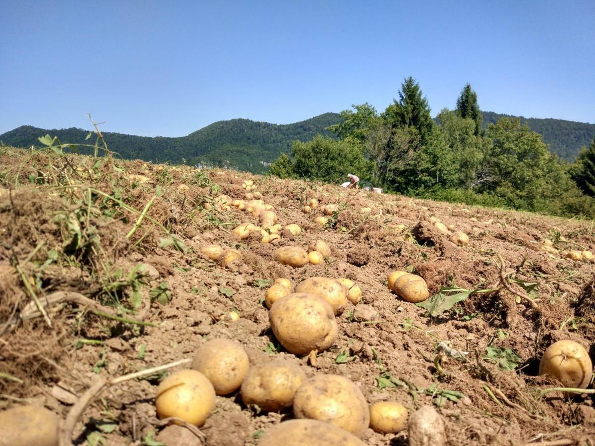 Villa Tourist Farm Strle With Great Local Food Cerknica Esterno foto