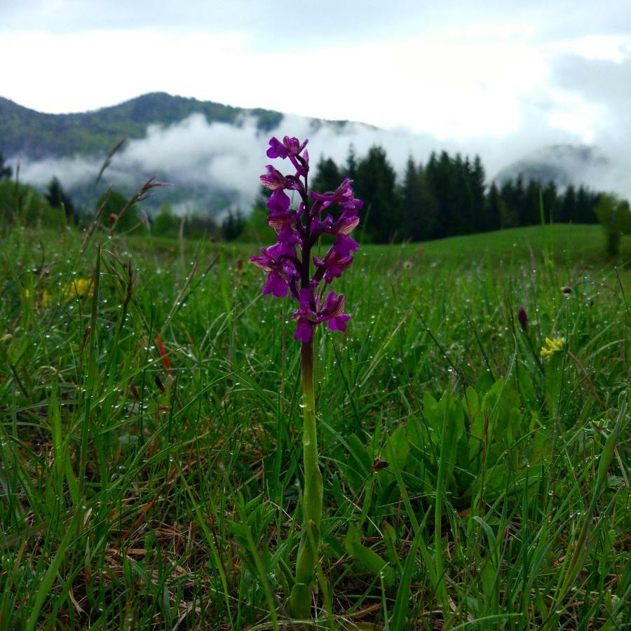 Villa Tourist Farm Strle With Great Local Food Cerknica Esterno foto